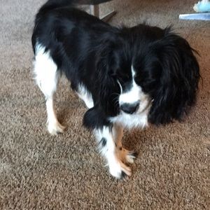 Meet your Posher, Teayoun